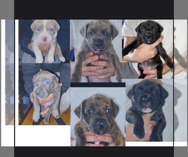 Medium Photo #1 American Pit Bull Terrier Puppy For Sale in LAKE HOPATCONG, NJ, USA