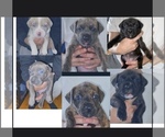 Small Photo #1 American Pit Bull Terrier Puppy For Sale in LAKE HOPATCONG, NJ, USA