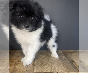 Pomeranian-Poodle (Toy) Mix Puppy for sale in PORTAGE, MI, USA