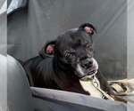 Small #3 Boxador