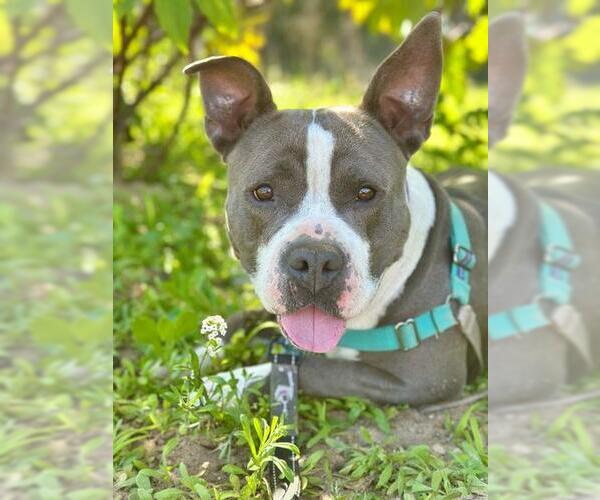 Medium Photo #3 American Pit Bull Terrier Puppy For Sale in Santa Maria, CA, USA