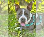 Small #2 American Pit Bull Terrier