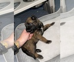 Small Photo #39 Belgian Malinois Puppy For Sale in REESEVILLE, WI, USA