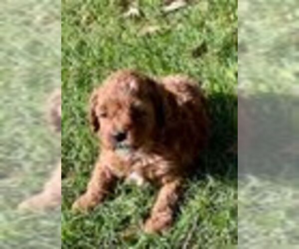 Medium Photo #3 Cavapoo (Miniature) Puppy For Sale in PLANO, TX, USA