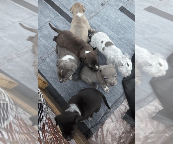 Medium Photo #1 American Pit Bull Terrier-Australian Cattle Dog Mix Puppy For Sale in TERRELL, TX, USA