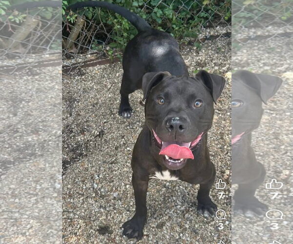 Medium Photo #1 American Pit Bull Terrier-Unknown Mix Puppy For Sale in Oakhurst, NJ, USA