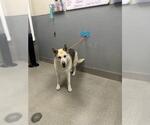 Small German Shepherd Dog Mix