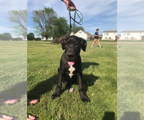 Medium Photo #1 Great Dane Puppy For Sale in WATERLOO, NY, USA