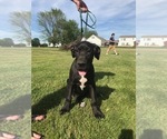 Small Photo #1 Great Dane Puppy For Sale in WATERLOO, NY, USA