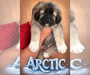 Caucasian Shepherd Dog Puppy for sale in AKELEY, MN, USA