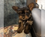 Small #2 Yorkshire Terrier
