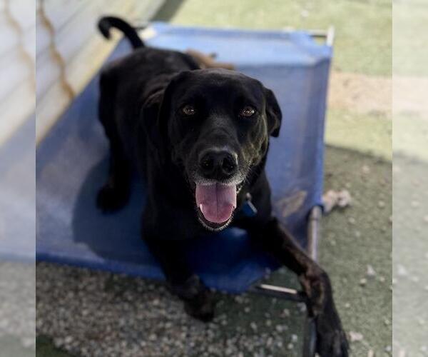 Medium Photo #4 Labrador Retriever-Unknown Mix Puppy For Sale in San Diego, CA, USA