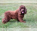 Small Photo #1 Cocker Spaniel Puppy For Sale in AVALON, MO, USA