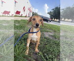 Small #1 Black Mouth Cur Mix