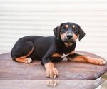 Small Photo #6 Airedale Terrier-Bluetick Coonhound Mix Puppy For Sale in Columbus, IN, USA