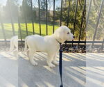 Small Photo #4 Great Pyrenees-Unknown Mix Puppy For Sale in Grafton, WI, USA