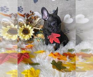 French Bulldog Puppy for sale in BOSTON, MA, USA