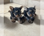 Small #4 Yorkshire Terrier