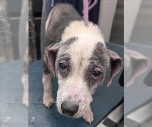 Labrador Retriever-Unknown Mix Dogs for adoption in Mobile, AL, USA