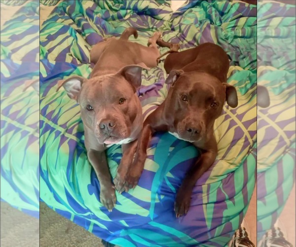 Medium Photo #3 American Pit Bull Terrier-Unknown Mix Puppy For Sale in Calhoun, GA, USA