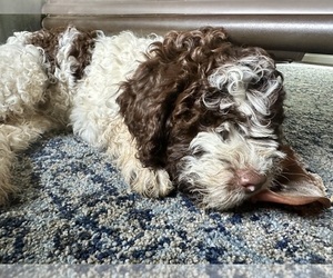 Lagotto Romagnolo Puppy for sale in CLOVERDALE, OR, USA