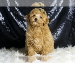 Small #1 Poodle (Toy)