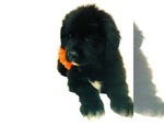 Small Photo #1 Great Pyrenees-Newfoundland Mix Puppy For Sale in CANDLER, NC, USA