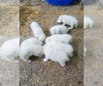 Small Photo #11 Great Pyrenees Puppy For Sale in MORGANTOWN, WV, USA