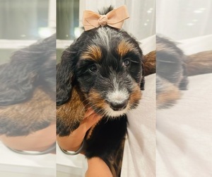 Miniature Bernedoodle Puppy for sale in DUMFRIES, VA, USA