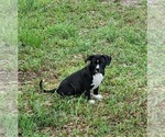 Small Photo #2 American Bully Puppy For Sale in TRENTON, FL, USA