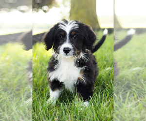 Miniature Bernedoodle Puppy for sale in SHIPSHEWANA, IN, USA