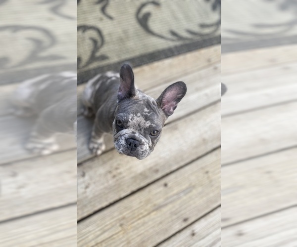 Medium Photo #7 French Bulldog Puppy For Sale in WESTERVILLE, OH, USA