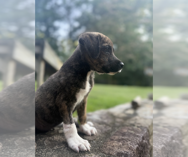 Medium Photo #6 Mutt Puppy For Sale in Rockville, MD, USA