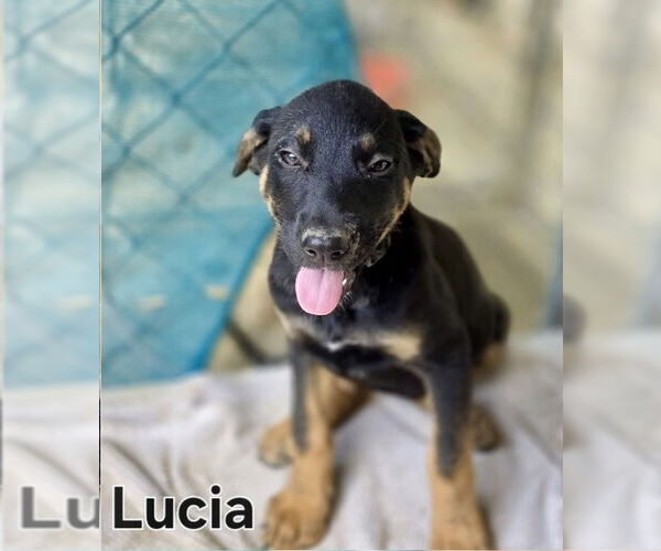 Medium Photo #5 Mutt Puppy For Sale in Jefferson, NJ, USA