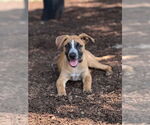 Small #14 Labrador Retriever Mix