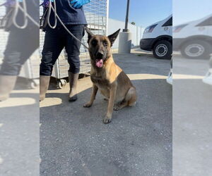 German Shepherd Dog Dogs for adoption in Bakersfield, CA, USA