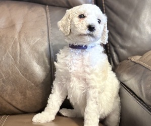Goldendoodle mix (+ Poodle Standard) Puppy for sale in MAYNARDVILLE, TN, USA