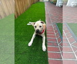 Small #2 Black Mouth Cur-Labrador Retriever Mix