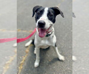 AC - Gumbo aka Gumby - Male Borador Dog for Adoption - Photo #12