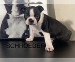 Puppy SCHROEDER Boston Terrier