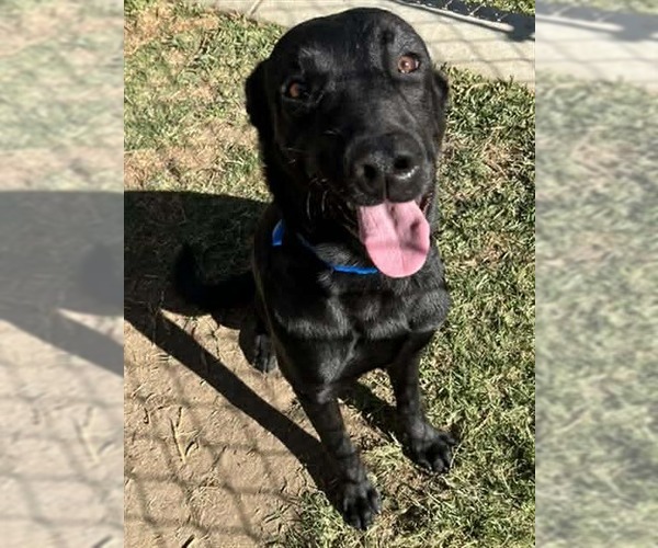Medium Photo #3 Labrador Retriever-Unknown Mix Puppy For Sale in San Diego, CA, USA