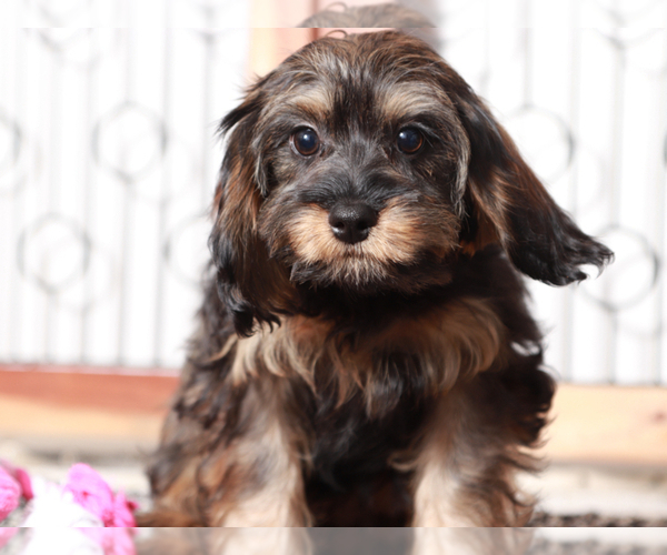 Medium Photo #1 Cavapoo Puppy For Sale in NAPLES, FL, USA