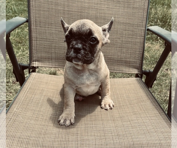 Medium Photo #18 French Bulldog Puppy For Sale in PALMETTO, GA, USA