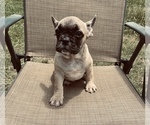 Small Photo #18 French Bulldog Puppy For Sale in PALMETTO, GA, USA