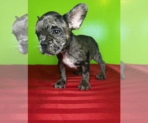 French Bulldog Puppy for sale in ANTIOCH, TN, USA