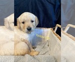 Small Photo #1 Goldendoodle Puppy For Sale in ALDER, WA, USA