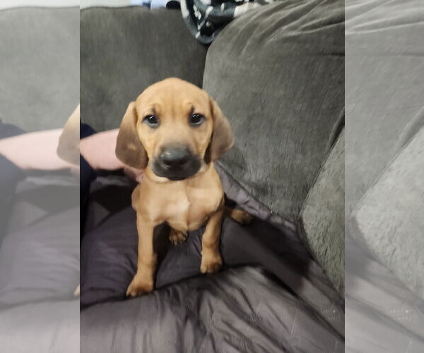 Medium Photo #3 Mutt Puppy For Sale in Plainfield, IL, USA