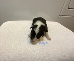 Small Photo #9 Australian Shepherd Puppy For Sale in EXETER, MO, USA