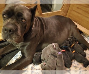 Mother of the Cane Corso puppies born on 12/08/2019