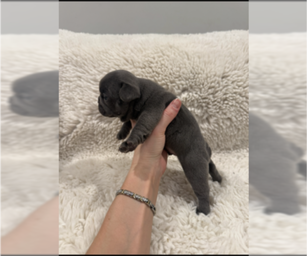 Medium Photo #5 French Bulldog Puppy For Sale in KALISPELL, MT, USA